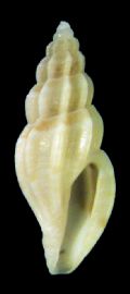 Mangelia coarctata